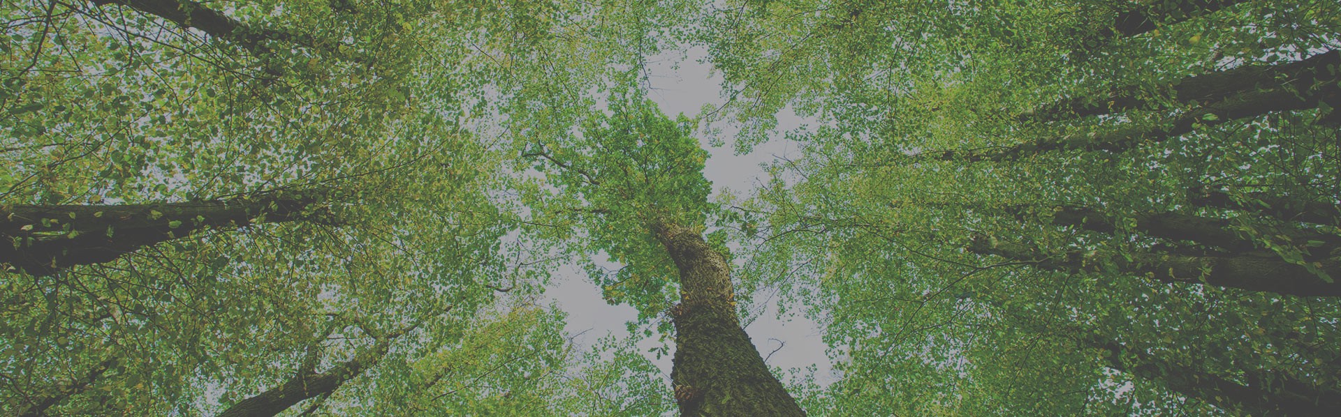 THE ENVIRONMENTAL FOOTPRINT OF OUR PRODUCTS